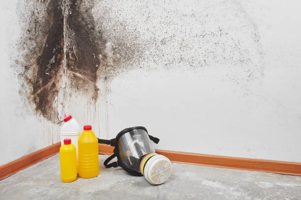 Best Residential Mold Removal  in Tempe, AZ