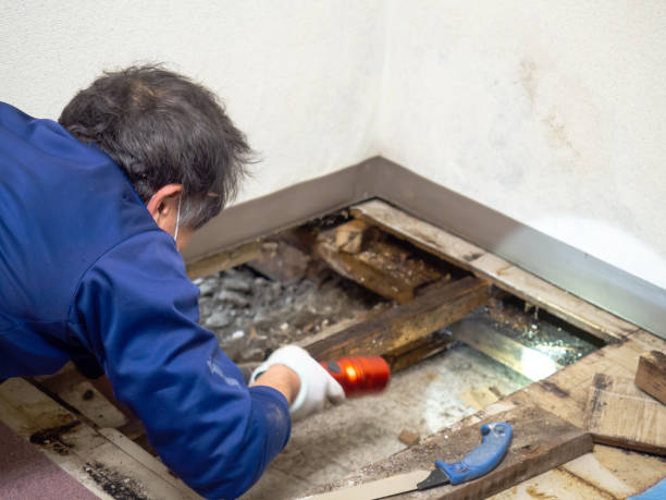 Professional Mold Removal in Tempe, AZ
