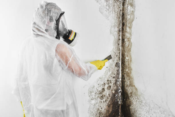 Best Emergency Mold Removal  in Tempe, AZ