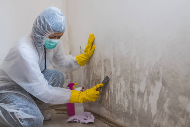 Best Mold Damage Repair  in Tempe, AZ