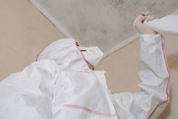 Best Commercial Mold Removal  in Tempe, AZ