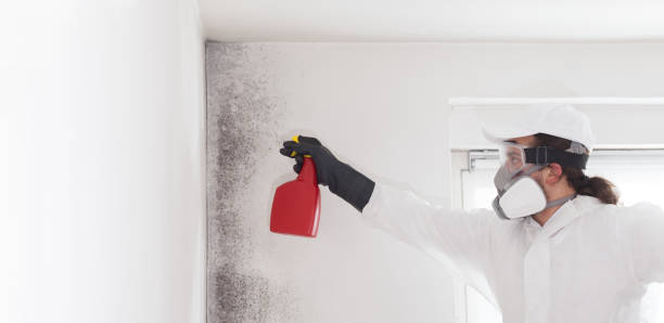Best Mold Testing  in Tempe, AZ