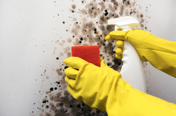 Best Toxic Mold Removal  in Tempe, AZ