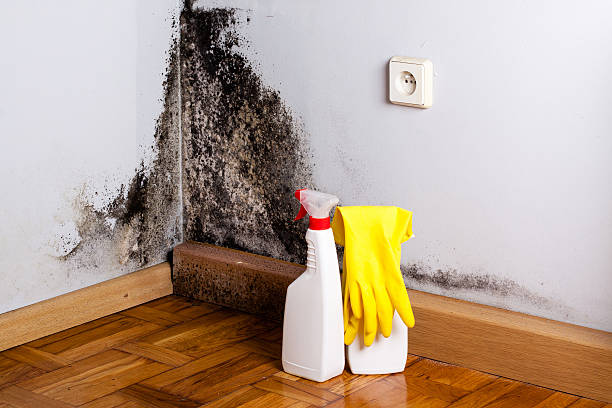 Home Mold Removal in Tempe, AZ